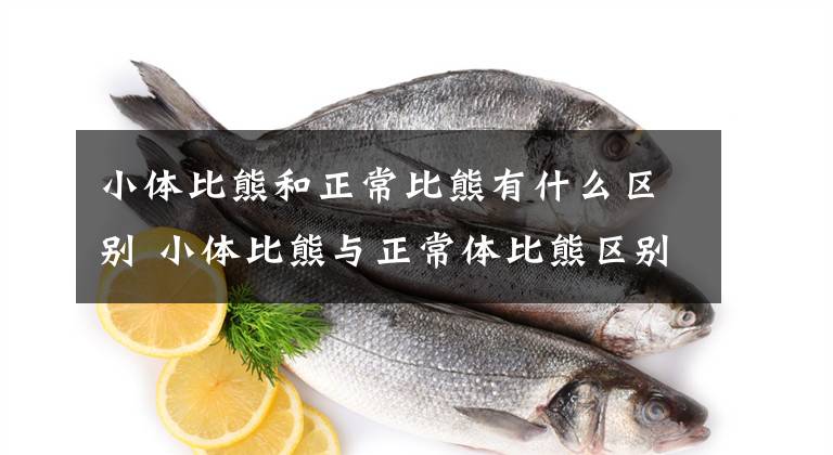 小体比熊和正常比熊有什么区别 小体比熊与正常体比熊区别文章配图