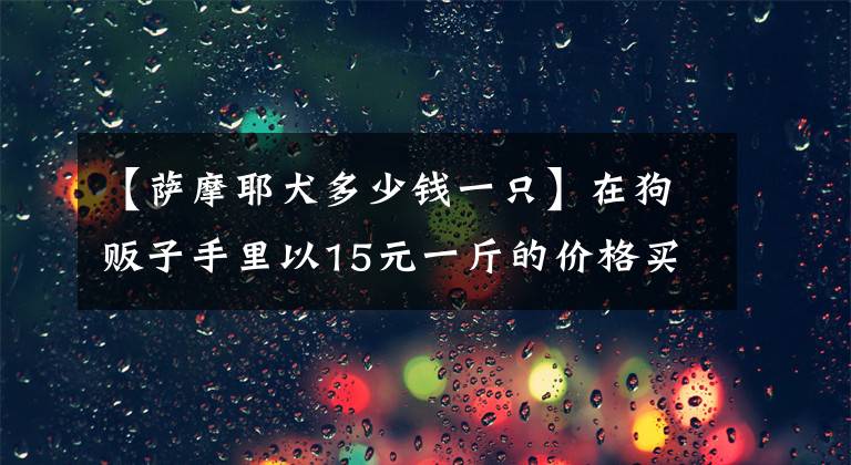 【萨摩耶犬多少钱一只】在狗贩子手里以15元一斤的价格买到一只白色萨摩耶