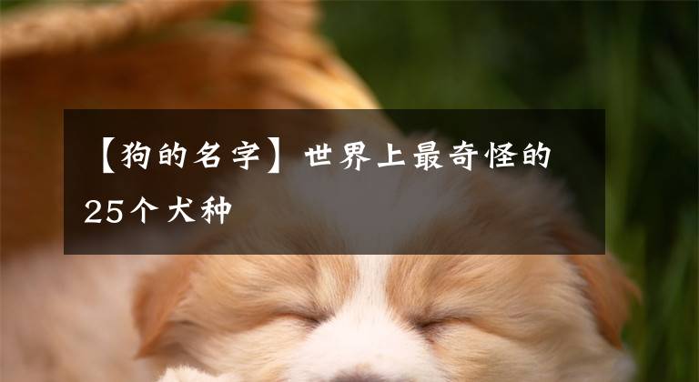 【狗的名字】世界上最奇怪的25个犬种