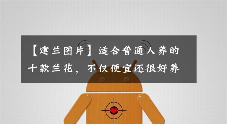 【建兰图片】适合普通人养的十款兰花，不仅便宜还很好养，开品漂亮香味浓郁