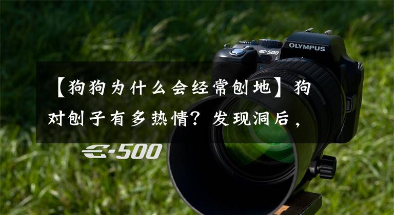 【狗狗为什么会经常刨地】狗对刨子有多热情？发现洞后，又把自己挖了出来文章配图
