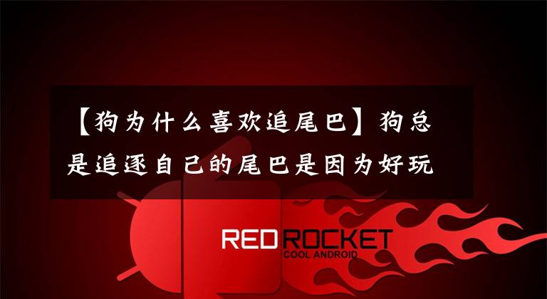 【狗为什么喜欢追尾巴】狗总是追逐自己的尾巴是因为好玩吗？其实不是。身体可能有问题。文章配图