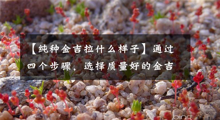 【纯种金吉拉什么样子】通过四个步骤，选择质量好的金吉拉，可以看出你家的猫纯洁不纯。文章配图