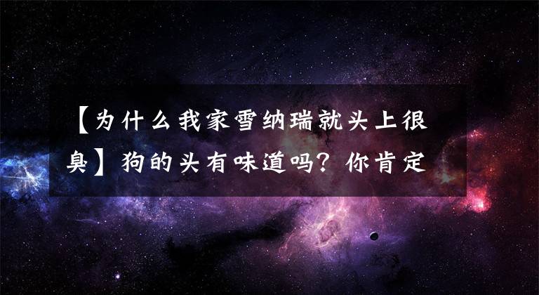 【为什么我家雪纳瑞就头上很臭】狗的头有味道吗？你肯定没注意到这些细节！文章配图