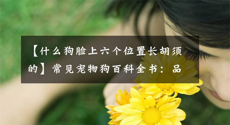 【什么狗脸上六个位置长胡须的】常见宠物狗百科全书：品种、介绍、价格文章配图