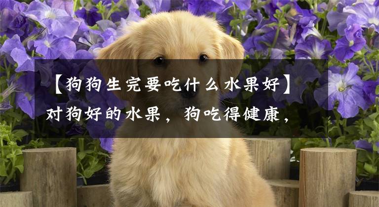 【狗狗生完要吃什么水果好】对狗好的水果，狗吃得健康，主人更加放心文章配图