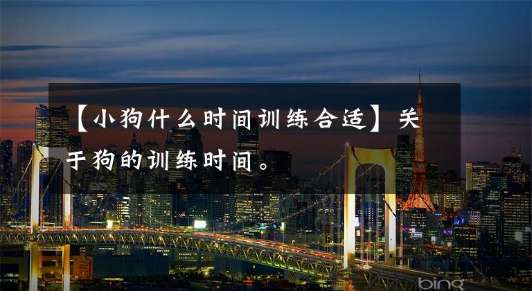【小狗什么时间训练合适】关于狗的训练时间。文章配图