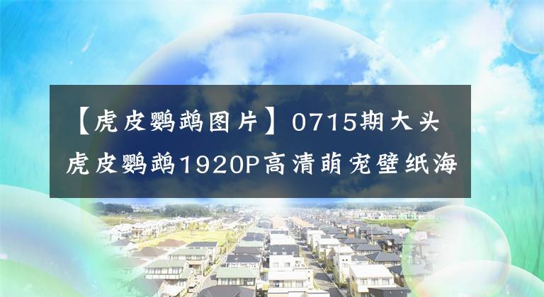 【虎皮鹦鹉图片】0715期大头虎皮鹦鹉1920P高清萌宠壁纸海报欣赏