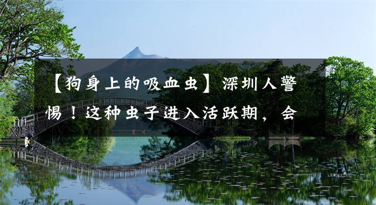 【狗身上的吸血虫】深圳人警惕！这种虫子进入活跃期，会吸血、传病还可能要人命