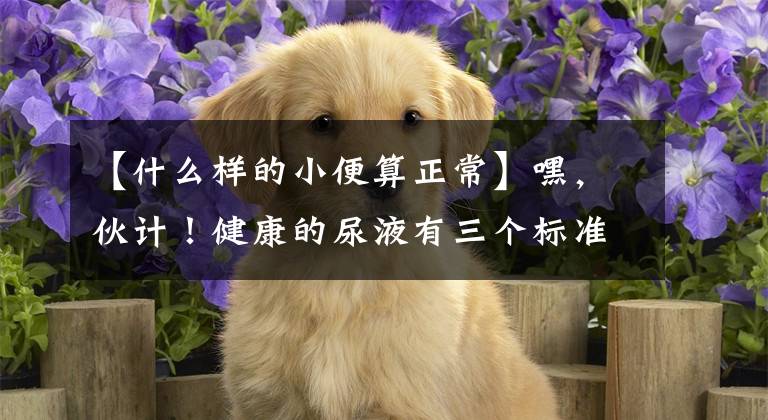 【什么样的小便算正常】嘿，伙计！健康的尿液有三个标准，你达到标准了吗？文章配图
