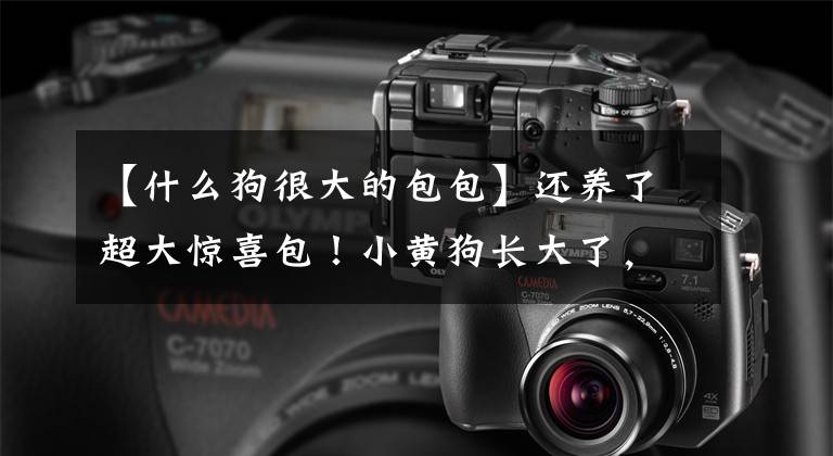 【什么狗很大的包包】还养了超大惊喜包！小黄狗长大了，身高飙升到1米9文章配图