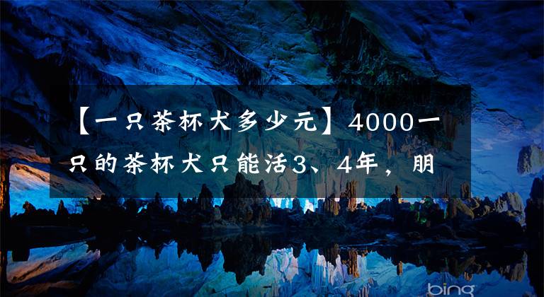 【一只茶杯犬多少元】4000一只的茶杯犬只能活3、4年，朋友还争着要 太奢侈了