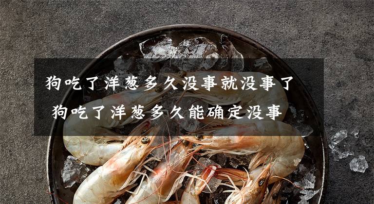 狗吃了洋葱多久没事就没事了 狗吃了洋葱多久能确定没事文章配图