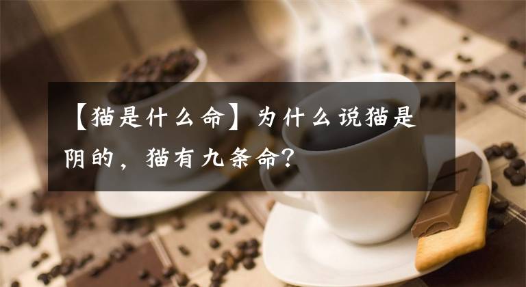 【猫是什么命】为什么说猫是阴的，猫有九条命？文章配图