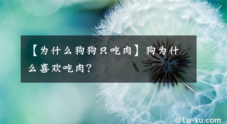 【为什么狗狗只吃肉】狗为什么喜欢吃肉？文章配图