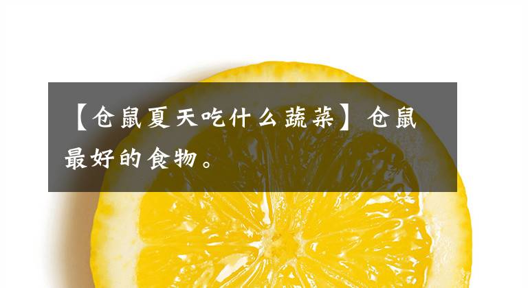 【仓鼠夏天吃什么蔬菜】仓鼠最好的食物。