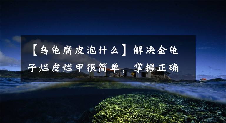 【乌龟腐皮泡什么】解决金龟子烂皮烂甲很简单，掌握正确的换水方法就行了文章配图