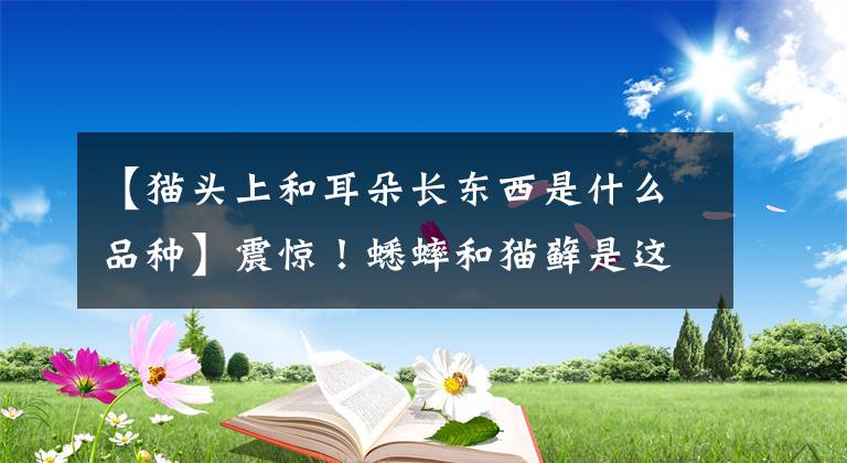 【猫头上和耳朵长东西是什么品种】震惊！蟋蟀和猫藓是这样联系在一起的。文章配图