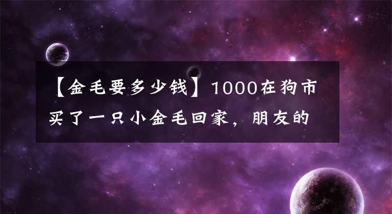 【金毛要多少钱】1000在狗市买了一只小金毛回家，朋友的一句话气的主人爆粗口