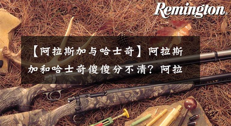【阿拉斯加与哈士奇】阿拉斯加和哈士奇傻傻分不清？阿拉斯加，我不是哈士奇文章配图