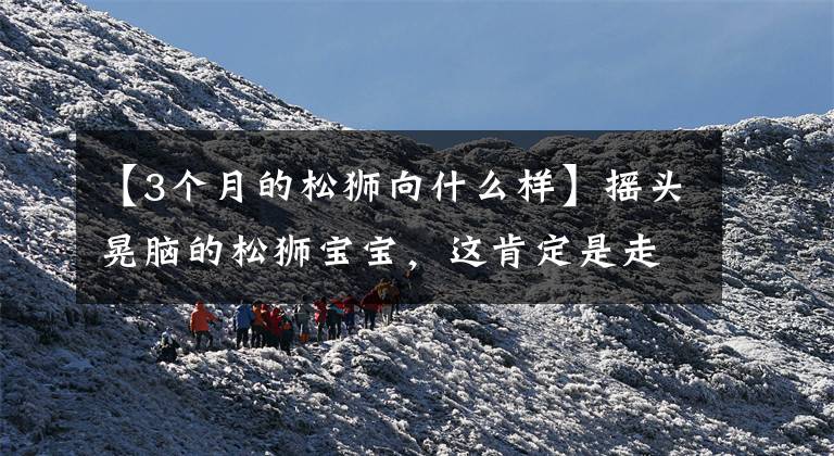 【3个月的松狮向什么样】摇头晃脑的松狮宝宝，这肯定是走路的土豆吧！文章配图