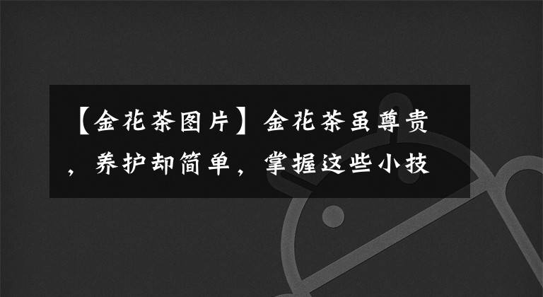 【金花茶图片】金花茶虽尊贵，养护却简单，掌握这些小技巧，花朵金灿灿，来看看