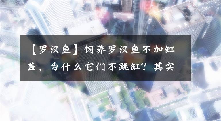 【罗汉鱼】饲养罗汉鱼不加缸盖，为什么它们不跳缸？其实我也很害怕的