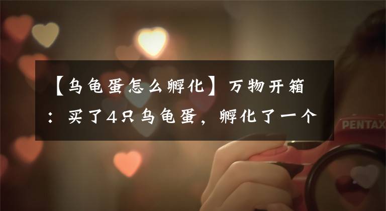 【乌龟蛋怎么孵化】万物开箱：买了4只乌龟蛋，孵化了一个月没有出壳，还用继续吗文章配图