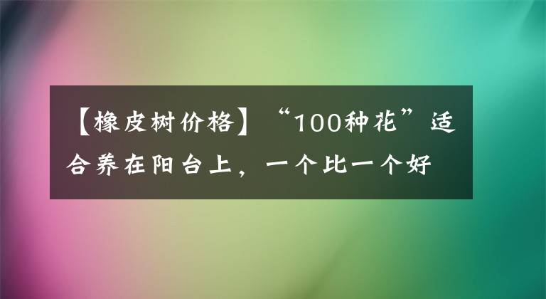 【橡皮树价格】“100种花”适合养在阳台上，一个比一个好看，还很好养护