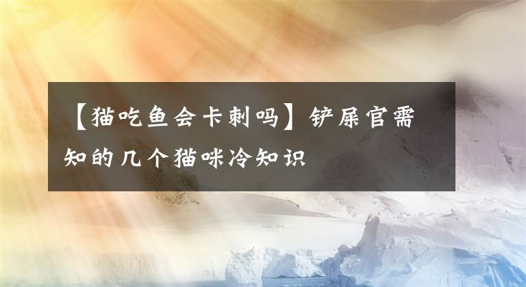 【猫吃鱼会卡刺吗】铲屎官需知的几个猫咪冷知识