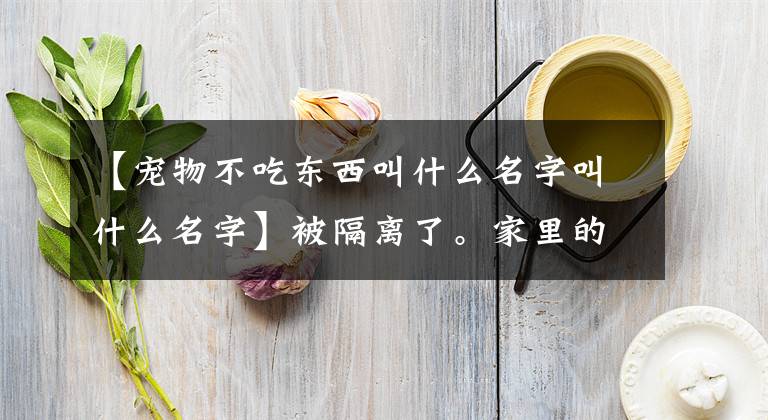 【宠物不吃东西叫什么名字叫什么名字】被隔离了。家里的宠物该怎么办？