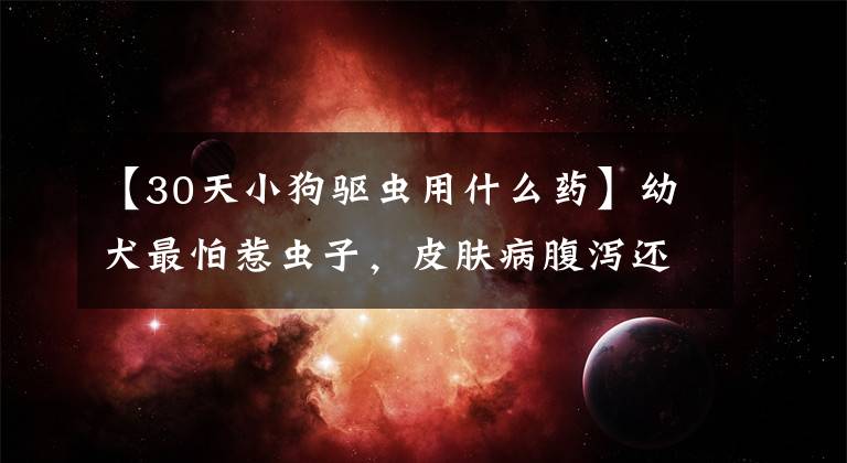 【30天小狗驱虫用什么药】幼犬最怕惹虫子，皮肤病腹泻还不大，主人怎么帮狗驱虫？文章配图