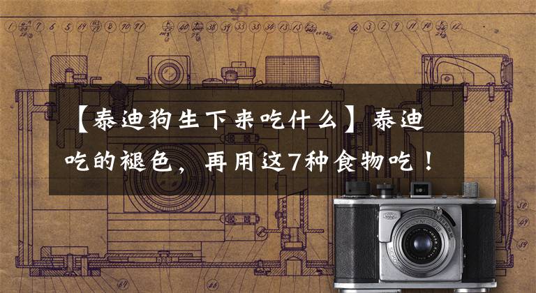 【泰迪狗生下来吃什么】泰迪吃的褪色，再用这7种食物吃！文章配图