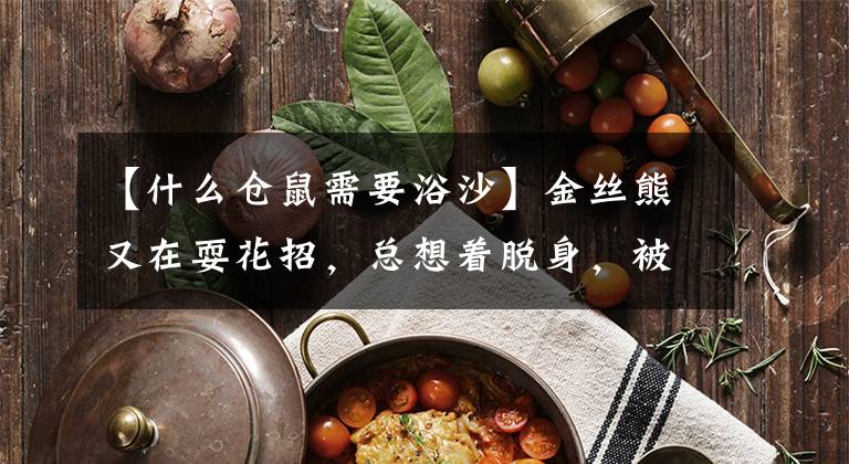 【什么仓鼠需要浴沙】金丝熊又在耍花招，总想着脱身，被我抓住了现行！文章配图