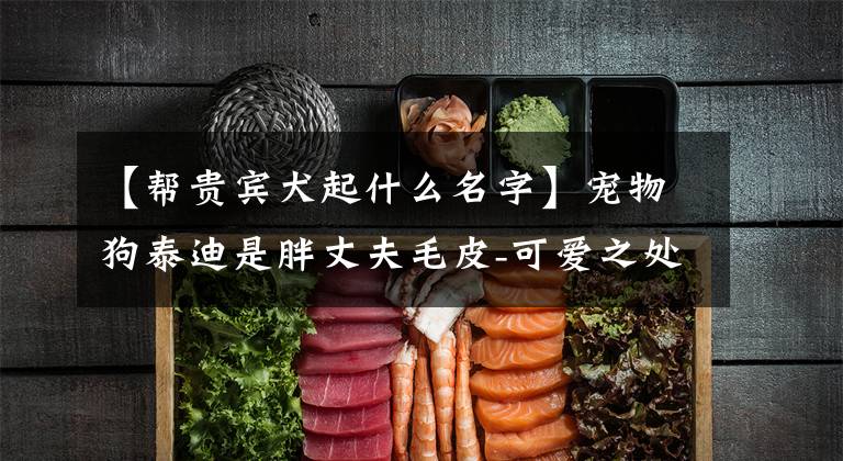 【帮贵宾犬起什么名字】宠物狗泰迪是胖丈夫毛皮-可爱之处文章配图