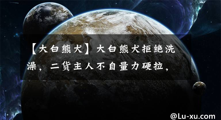 【大白熊犬】大白熊犬拒绝洗澡，二货主人不自量力硬拉，自己摔了个四脚朝天