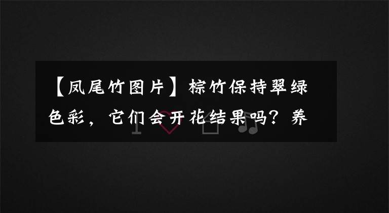 【凤尾竹图片】棕竹保持翠绿色彩，它们会开花结果吗？养护需要注意什么？