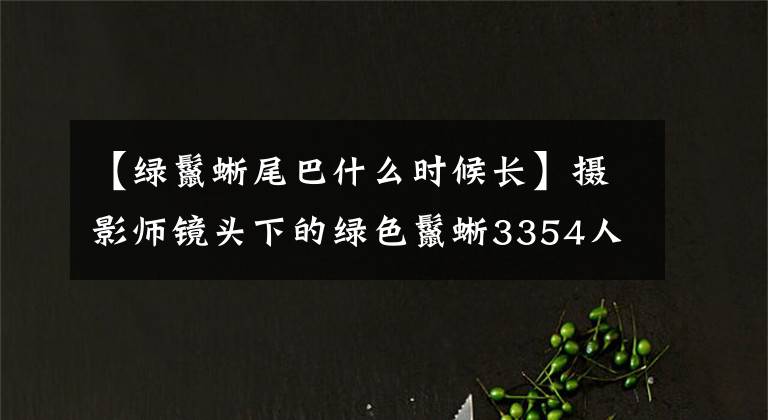 【绿鬣蜥尾巴什么时候长】摄影师镜头下的绿色鬣蜥3354人气爬虫宠物之一。