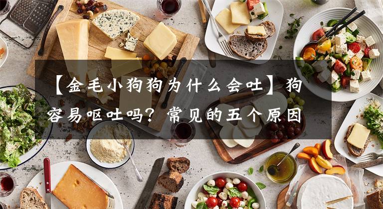 【金毛小狗狗为什么会吐】狗容易呕吐吗？常见的五个原因是预防狗呕吐的实用方法文章配图