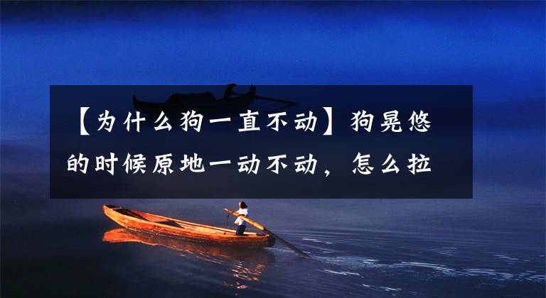 【为什么狗一直不动】狗晃悠的时候原地一动不动，怎么拉也没用。铲屎官能知道原因吗？文章配图