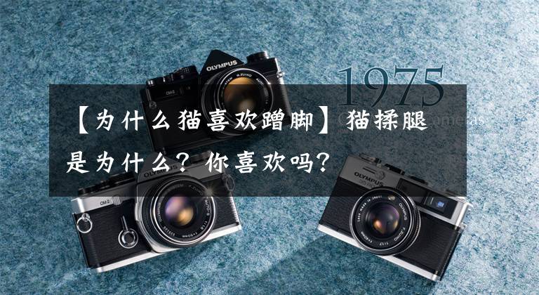 【为什么猫喜欢蹭脚】猫揉腿是为什么？你喜欢吗？文章配图