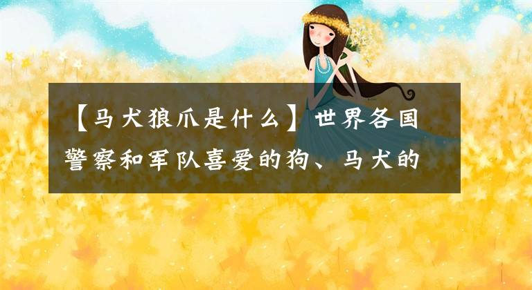 【马犬狼爪是什么】世界各国警察和军队喜爱的狗、马犬的介绍文章配图