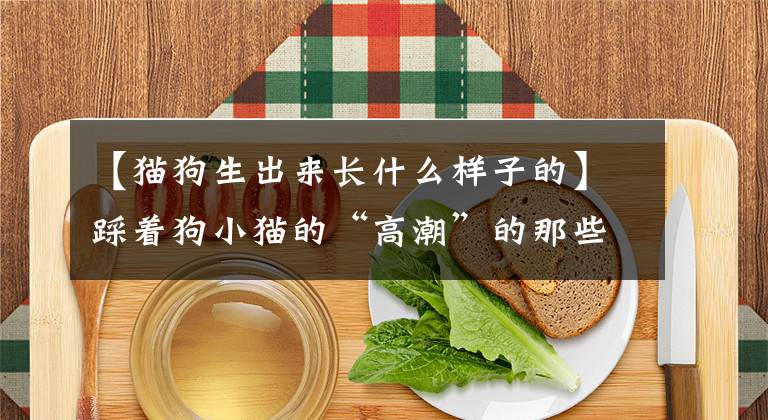 【猫狗生出来长什么样子的】踩着狗小猫的“高潮”的那些可爱的宠儿。文章配图