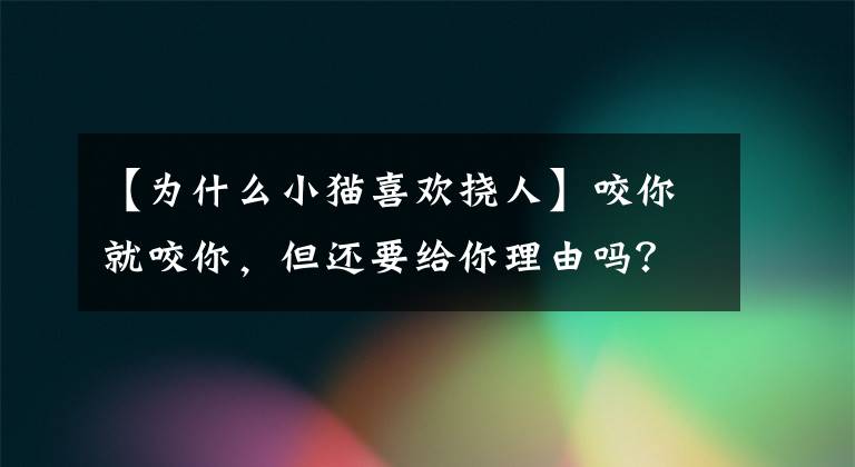 【为什么小猫喜欢挠人】咬你就咬你，但还要给你理由吗？让我们了解一下猫玩的成功格。