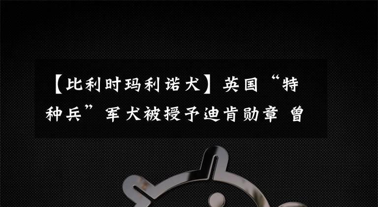 【比利时玛利诺犬】英国“特种兵”军犬被授予迪肯勋章 曾与塔利班交锋立下汗马功劳