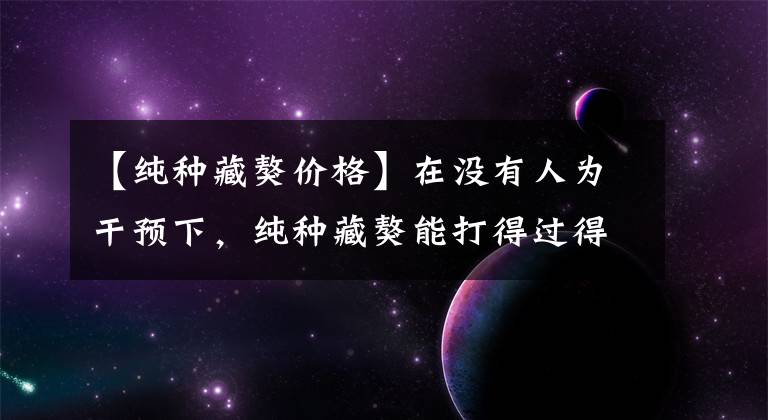 【纯种藏獒价格】在没有人为干预下，纯种藏獒能打得过得狗吗？专家给出答案