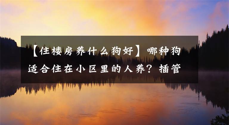 【住楼房养什么狗好】哪种狗适合住在小区里的人养？插管：这五个很合适文章配图