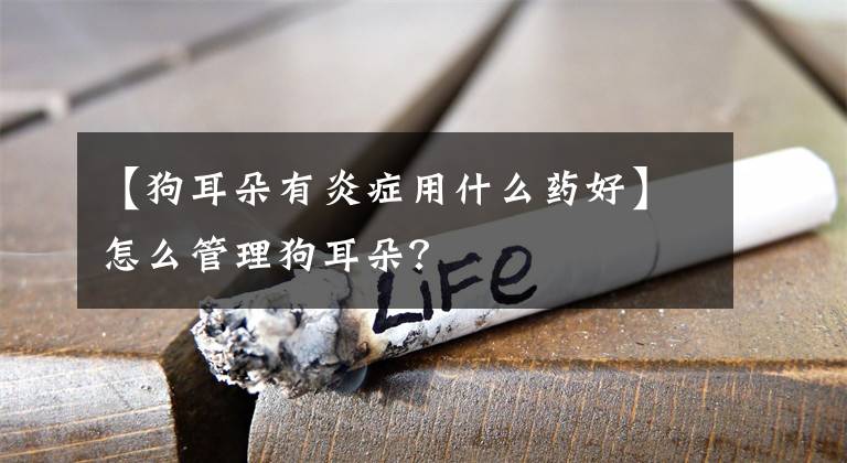 【狗耳朵有炎症用什么药好】怎么管理狗耳朵？