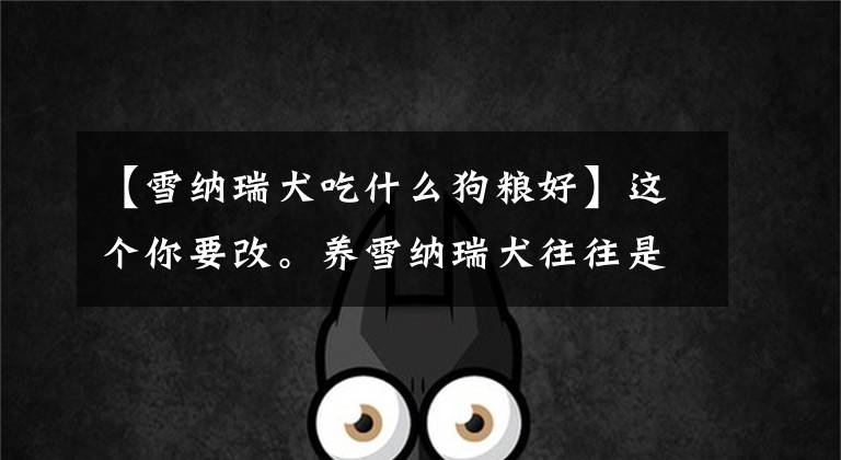 【雪纳瑞犬吃什么狗粮好】这个你要改。养雪纳瑞犬往往是七种坏习惯。文章配图