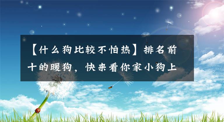 【什么狗比较不怕热】排名前十的暖狗，快来看你家小狗上榜吗？文章配图